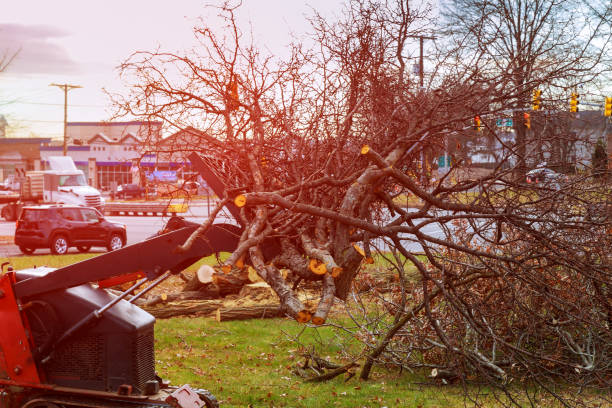 Best Tree Health Inspection  in Marshall, VA